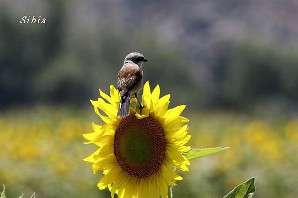 紅背伯勞Red-backed Shrike