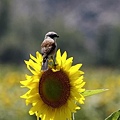 紅背伯勞Red-backed Shrike