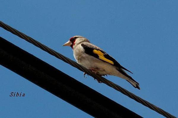 紅額金翅雀European Goldfinch