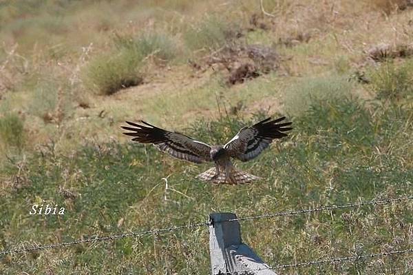 烏灰鷂Montagu's Harrier_1