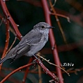 斑鶲Spoted Flycatcher