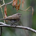 嘰喳柳鶯Common Chiffchaff