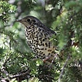 槲鶇Mistle Thrush