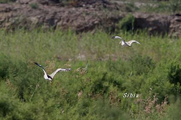 歐石鴴Eurasian Thick-knee_2