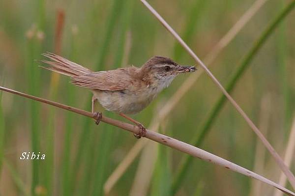 稻田葦鶯Paddyfield Warbler