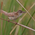 稻田葦鶯Paddyfield Warbler