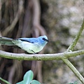 藍鳳頭鶲