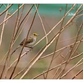 0277_002 Ammodramus aurifrons Yellow_browed Sparrow黃眉蠅鵐Puerto Maldonado.jpg