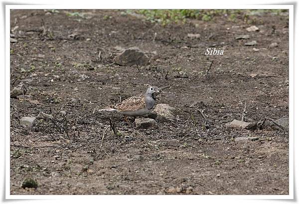 0051_007_1_Thinocorus rumicivorus Least Seedsnipe小籽鷸.jpg