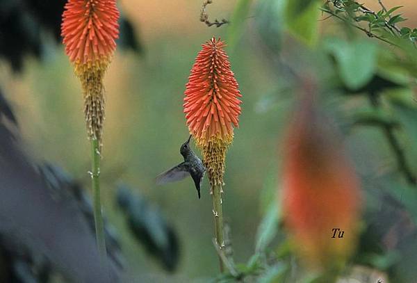 0091_003 Ensifera ensifera Sword_billed Hummingbird劍嘴蜂鳥.jpg