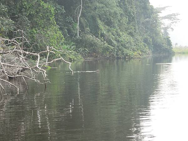 050e Tambopata  Tres Chimbadas Lake10.JPG