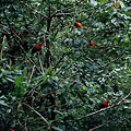 0234_001_1_Rupicola peruvianus Andean Cock_of_the_Rock安第斯冠傘鳥.jpg