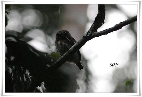 0084_002Glaucidium hardyi Amazonian Pygmy_Owl亞馬遜鵂鶹Posada Amazonas.jpg