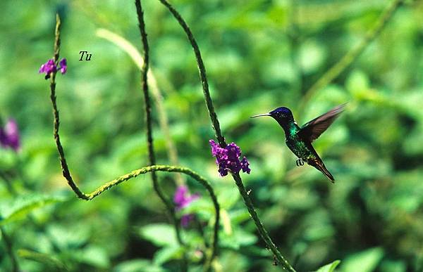 0095_005 Florisuga mellivora White_necked Jacobin白頸蜂鳥.jpg