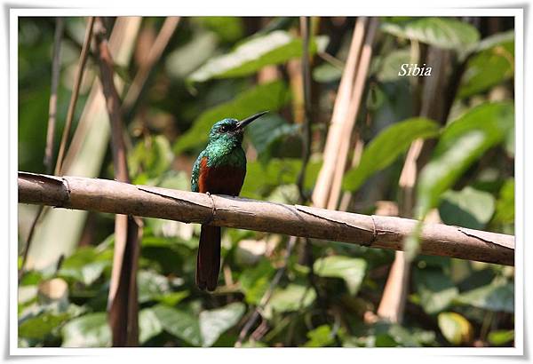 0116_006_1_Galbula cyanescens Bluish_fronted Jacamar藍額鶲鴷Amazonia Lodge.jpg