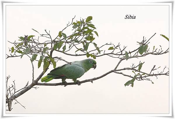 0076_006 Amazona farinosa Mealy Parrot斑點鸚哥Tree Tower.jpg