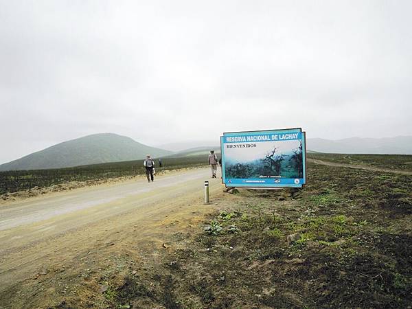 02-5-a LIMA Loma de Lachay 94.JPG