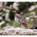 S001藏雪雞Tibetan Snowcock Tetraogallus tibetanus.jpg