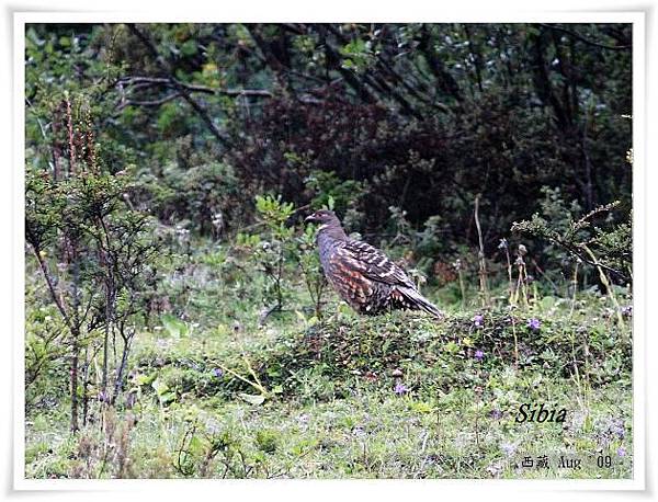 S002四川雉鶉Buff throated Partridge Tetraophasis szechenyii.jpg