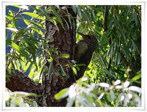 S011灰頭綠啄木鳥Grey headed Woodpecker Picus canus.jpg