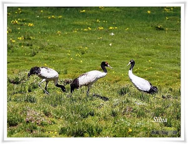 S023_1黑頸鶴Black necked CraneGrus nigricollis.jpg