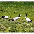 S023_1黑頸鶴Black necked CraneGrus nigricollis.jpg