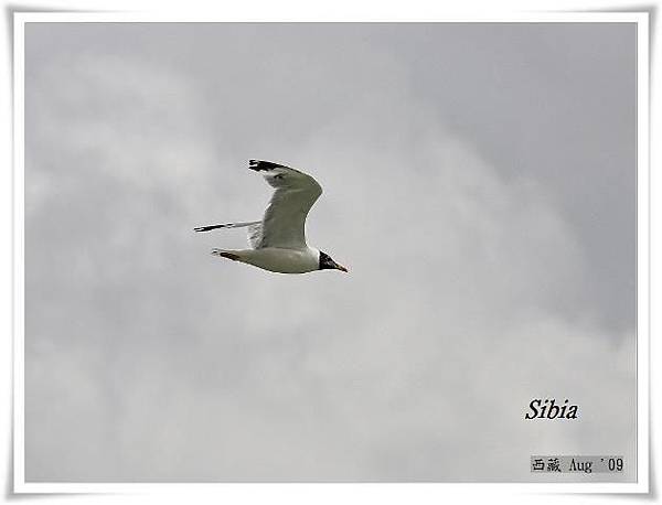 S031_1漁鷗Pallass Gull Larus ichthyaetus.jpg