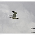 S031_1漁鷗Pallass Gull Larus ichthyaetus.jpg