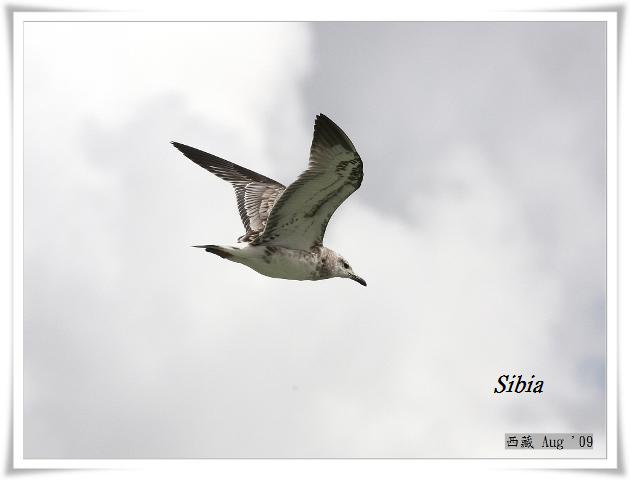 S031_2漁鷗Pallass Gull Larus ichthyaetus.jpg