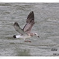 S031_3漁鷗Pallass Gull Larus ichthyaetus.jpg