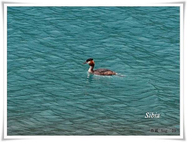 S041鳳頭鷿鷉Great Crested Grebe Podiceps cristatus.jpg