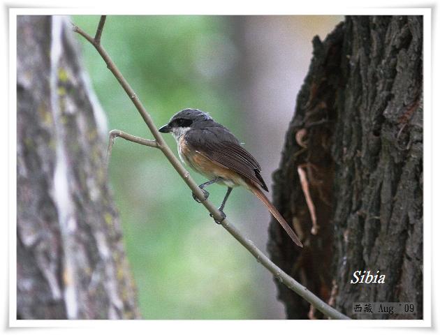 S042灰背伯勞Grey backed Shrike Lanius tephronotus.jpg