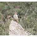 S047_1褐背擬地鴉Humes Ground Jay Pseudopodoceshumilis.jpg