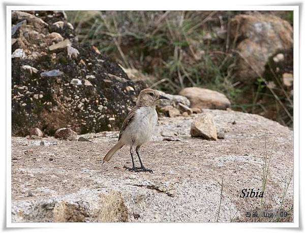 S047_2褐背擬地鴉Humes Ground Jay Pseudopodoceshumilis.jpg