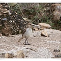 S047_2褐背擬地鴉Humes Ground Jay Pseudopodoceshumilis.jpg