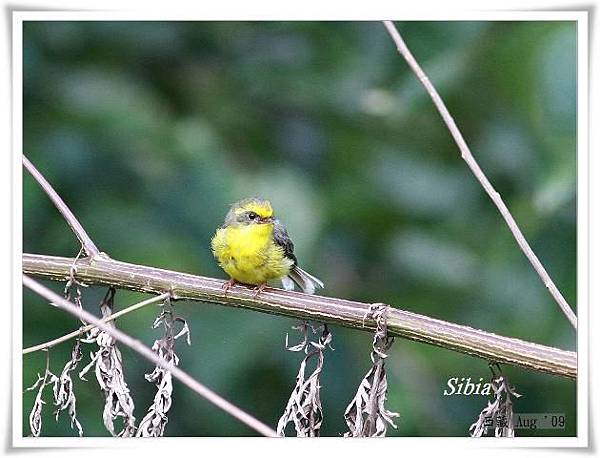 S055_1黃腹扇尾鶲Yellow bellied FantailRhipidura hypoxantha.jpg