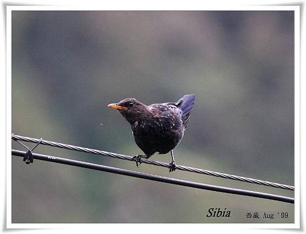 S060紫嘯鶇Blue Whistling Thrush Myophonus caeruleus.jpg