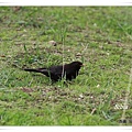 S062_2烏鶇Common Blackbird Turdus merula.jpg