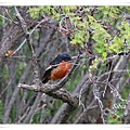 S073_1白喉紅尾鴝Phoenicurus schisticeps White throated Redstart.jpg