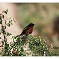 S073_2白喉紅尾鴝Phoenicurus schisticeps White throated Redstart.jpg