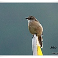 S083灰林即鳥Grey Bushchat Saxicola ferreus .jpg