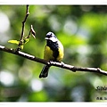 S094綠背山雀Green backed Tit Parus monticolus.jpg