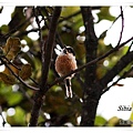 S096_1黑頭長尾山雀Rufous fronted Tit Aegithalos iouschistos.jpg