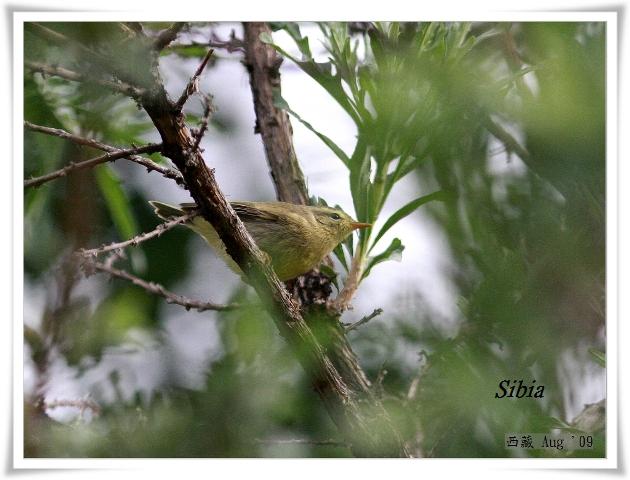 S107_2黃腹柳鶯Tickells Leaf Warbler Phylloscopus affinis.jpg