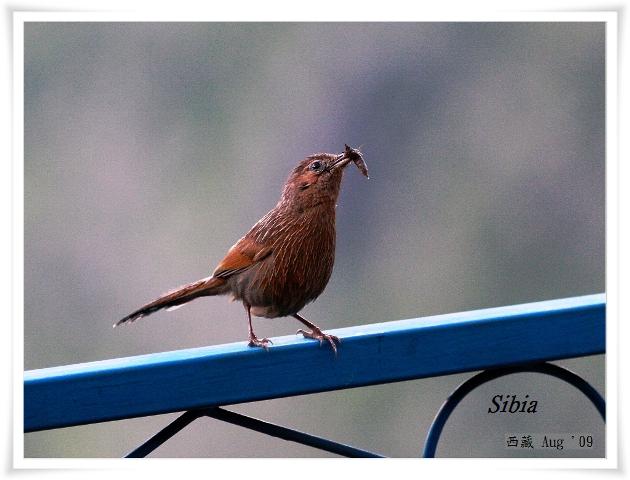 S126_1細紋噪鶥Streaked Laughingthrush Garrulax lineatus .jpg