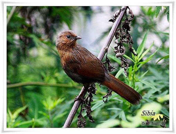 S126_2細紋噪鶥Streaked Laughingthrush Garrulax lineatus.jpg