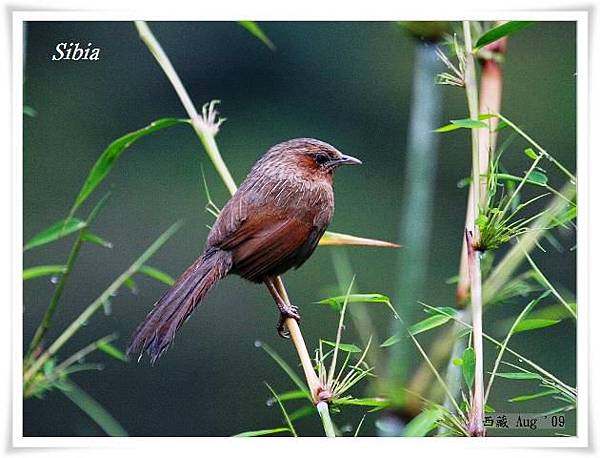 S126_4細紋噪鶥Streaked Laughingthrush Garrulax lineatus.jpg