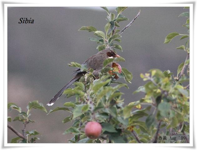 S128_1灰腹噪鶥Brown cheeked Laughingthrush Garrulax henrici .jpg