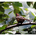 S130_1紅頭噪鶥Chestnut crowned Laughingthrush Garrulax erythrocephalus .jpg