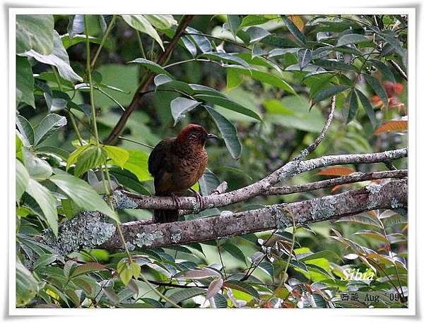 S130_3紅頭噪鶥Chestnut crowned Laughingthrush Garrulax erythrocephalus.jpg